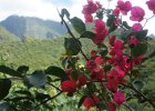 i Tahiti (41)